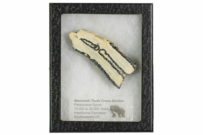 Mammoth Molar Slice With Case - South Carolina #106536
